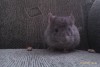 1 месяц