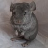 Мартин