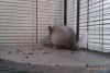 2,5 мес