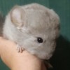 Марсик