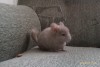 1 месяц