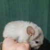 Майя