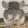 Чик