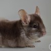 Аглая