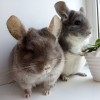 Капучинка