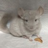 Марика