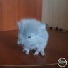 Азалия