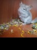 Аврора найс