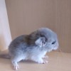 Зайка КОР