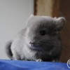 Селим