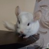 Кенди