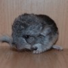 Шустрик