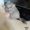 Магнолия
