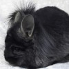 Зигмунд