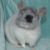 Магия