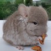 Раскаль