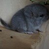 Масик