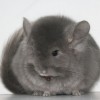 Ласка
