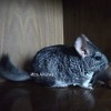 Дарьяна Анаэль
