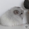 Важный Хит