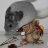 Калатея МиР