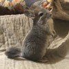 Оливер