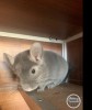 Лоренцо