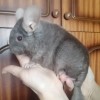 Паскаль