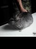 Каспер