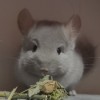 Велюр