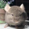 Вагнер Моррис