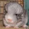 Перл из Стрелецкого дома