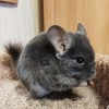Форик