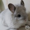 Розалия