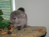 2 недели