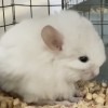 Пеупери 