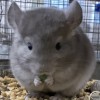 Мио 