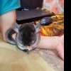 Рафаэль