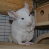 Амиго