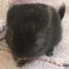Маркиз
