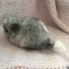 Сима