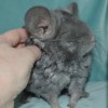 Индиго Рекс