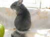 4 мес