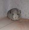 3 недели 