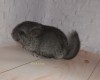 3 недели 