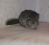 3 недели 