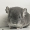 Киоко