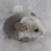 Смешарик