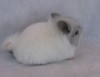 2 мес.