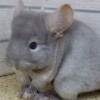 Клубничка